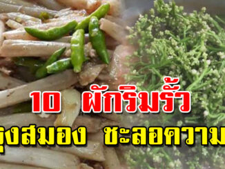 10 ผักริมรั้วหามาปลูกไว้ กินทุกวัน ประโยชน์มาก