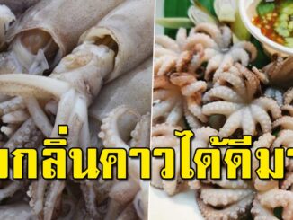 บอกสูตรลับลดกลิ่นคาวหมึก ปลา กุ้ง ด้วยของในบ้าน