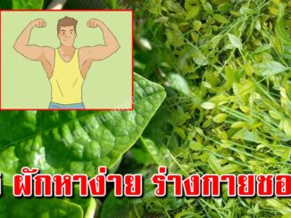 ผักบ้านๆ 5 ชนิด กินบ่อยๆแล้วดี ประโยชน์สูง ทำอะไรก็อร่อย