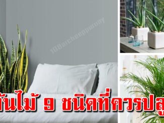 9 ต้นไม้ ฟอกอากาศดี ใส่กระถางไว้ในห้องนอน หลับสนิททั้งคืน