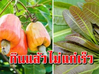 รีบหามากิน ยอดอ่อนมะม่วงหิมพานต์ มีส า รต้านอนุมูลอิสระสูง และชะลอความแก่