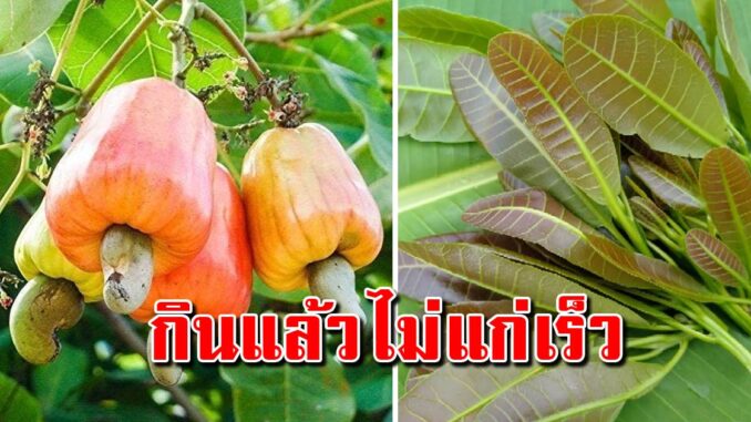 รีบหามากิน ยอดอ่อนมะม่วงหิมพานต์ มีส า รต้านอนุมูลอิสระสูง และชะลอความแก่