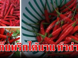 แนะทริคการเก็บพริกให้สดใหม่ เก็บไว้ได้นาน ง่ายมากๆ