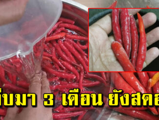 ทริคเก็บพริก ให้คงความสดใหม่ เก็บได้นานเป็นปี