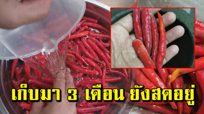 ทริคเก็บพริก ให้คงความสดใหม่ เก็บได้นานเป็นปี